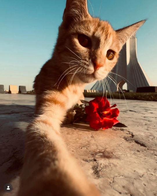 Un fotograf iranian surprinde viața pisicilor fără stăpân din Teheran cu un telefon, iar imaginile emoţionante devin instant virale 1051615