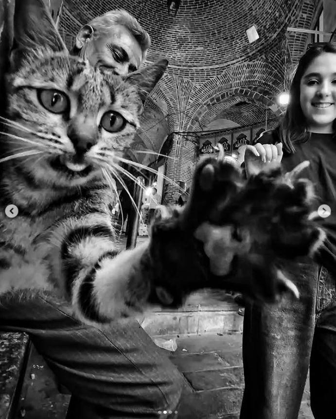 Un fotograf iranian surprinde viața pisicilor fără stăpân din Teheran cu un telefon, iar imaginile emoţionante devin instant virale 1051616