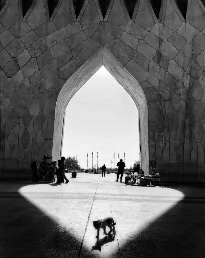 Un fotograf iranian surprinde viața pisicilor fără stăpân din Teheran cu un telefon, iar imaginile emoţionante devin instant virale 1051617