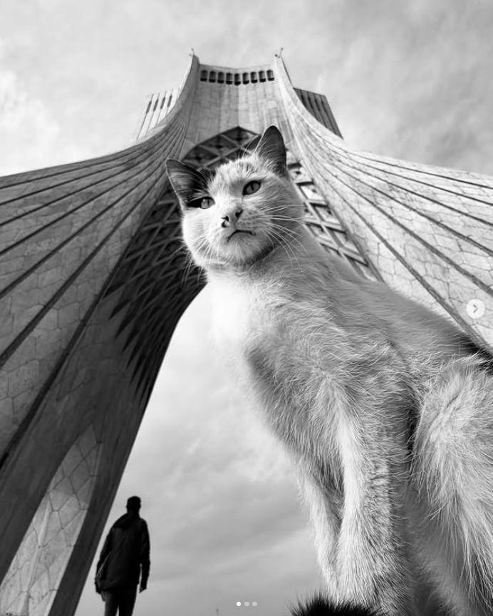 Un fotograf iranian surprinde viața pisicilor fără stăpân din Teheran cu un telefon, iar imaginile emoţionante devin instant virale 1051618