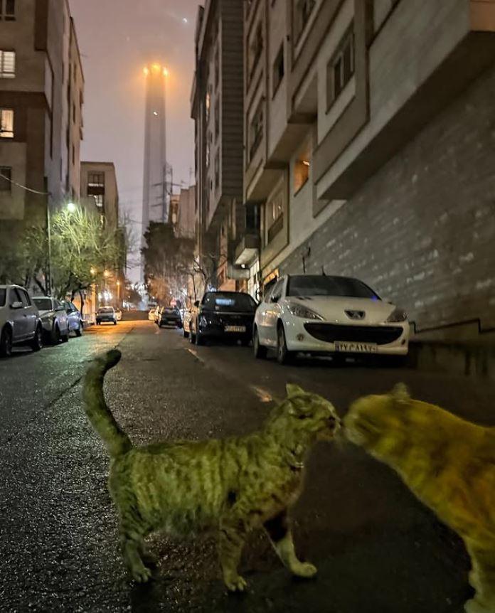 Un fotograf iranian surprinde viața pisicilor fără stăpân din Teheran cu un telefon, iar imaginile emoţionante devin instant virale 1051619