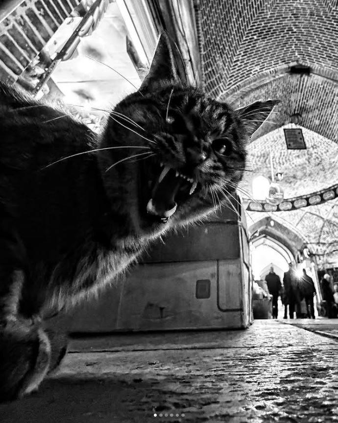 Un fotograf iranian surprinde viața pisicilor fără stăpân din Teheran cu un telefon, iar imaginile emoţionante devin instant virale 1051620