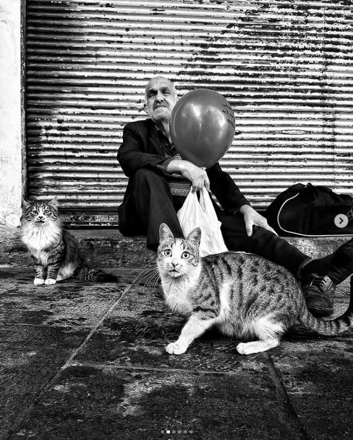 Un fotograf iranian surprinde viața pisicilor fără stăpân din Teheran cu un telefon, iar imaginile emoţionante devin instant virale 1051621