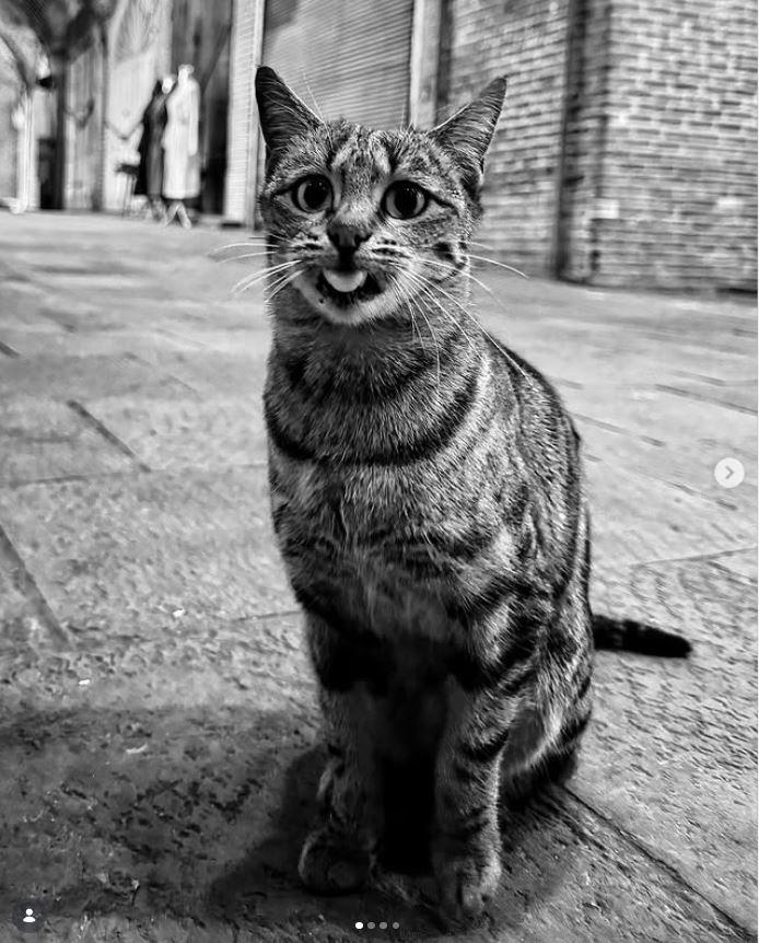 Un fotograf iranian surprinde viața pisicilor fără stăpân din Teheran cu un telefon, iar imaginile emoţionante devin instant virale 1051622