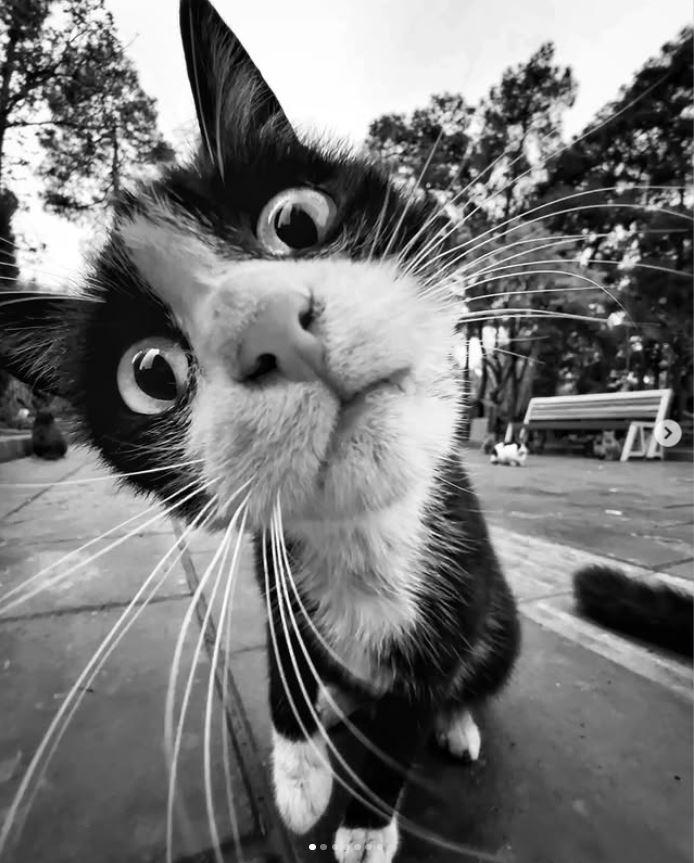 Un fotograf iranian surprinde viața pisicilor fără stăpân din Teheran cu un telefon, iar imaginile emoţionante devin instant virale 1051623