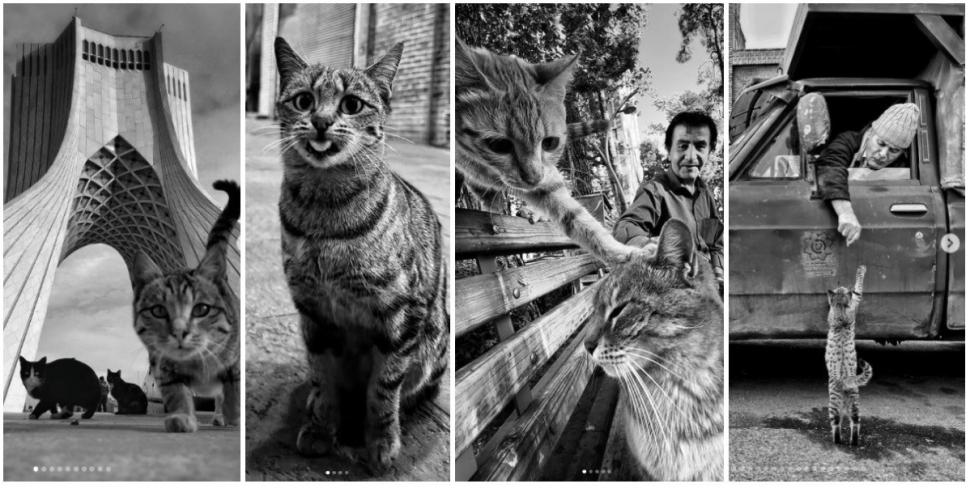 Un fotograf iranian surprinde viața pisicilor fără stăpân din Teheran cu un telefon, iar imaginile emoţionante devin instant virale 1051626