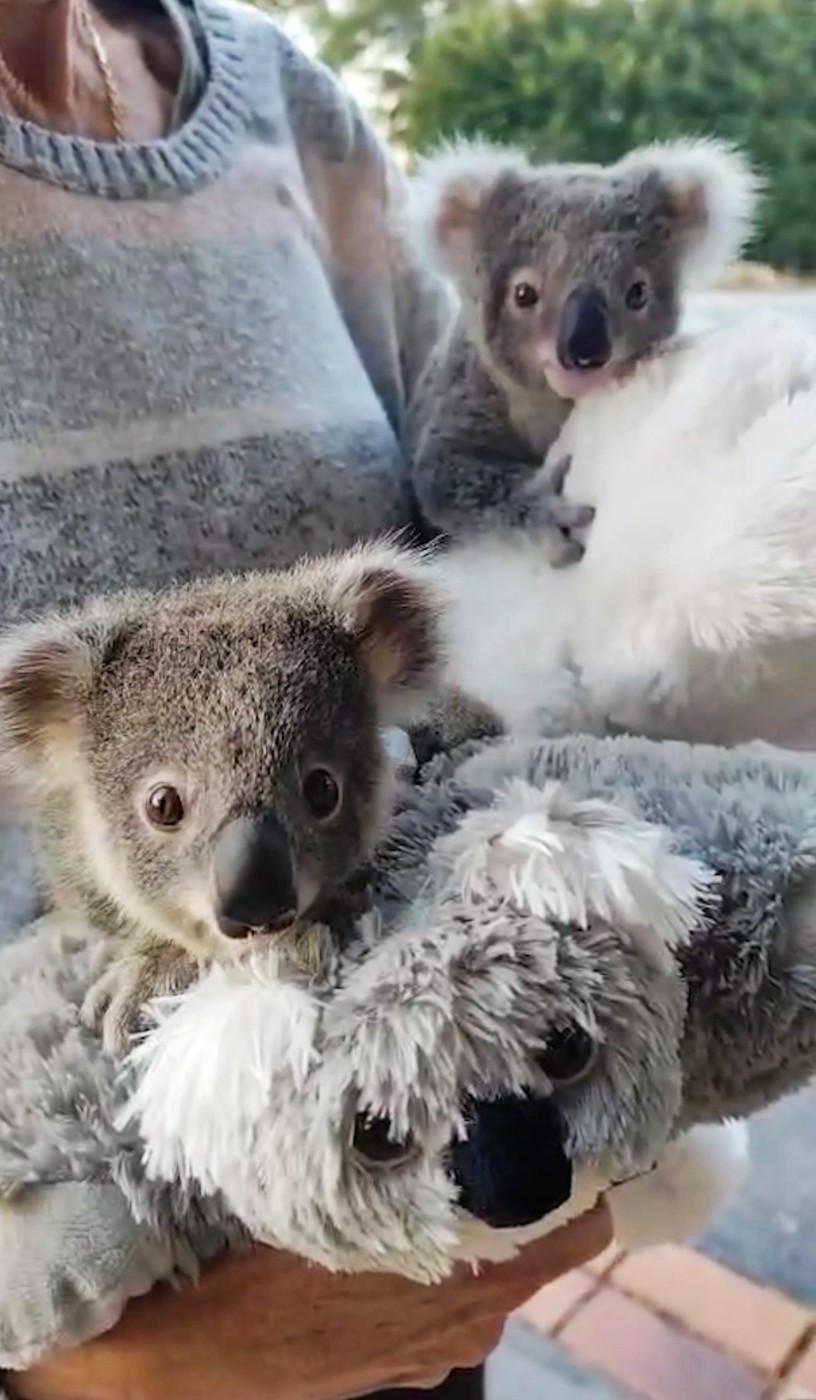 Puii de koala rămași fără mamă strâng în brațe jucării de pluș. Imagini emoționante din Australia, care amintesc de fenomenul Punch 1051963
