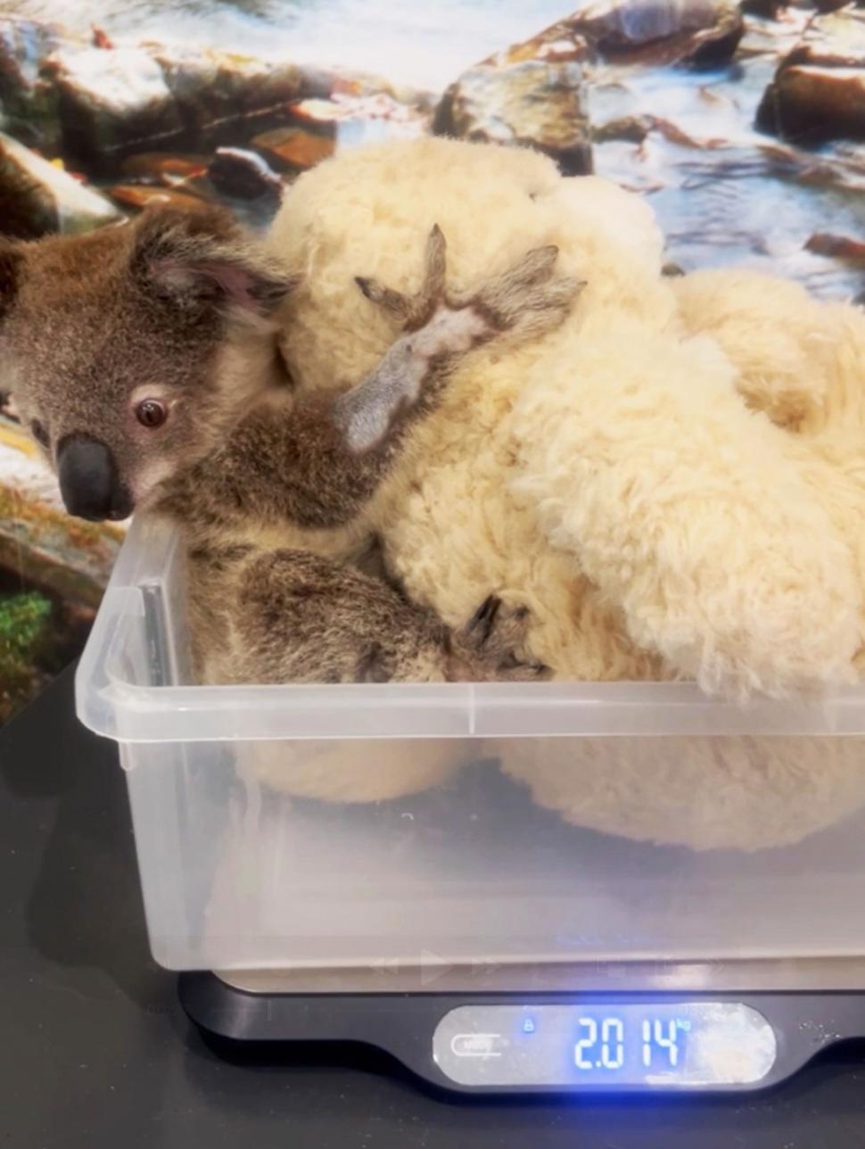 Puii de koala rămași fără mamă strâng în brațe jucării de pluș. Imagini emoționante din Australia, care amintesc de fenomenul Punch 1051964