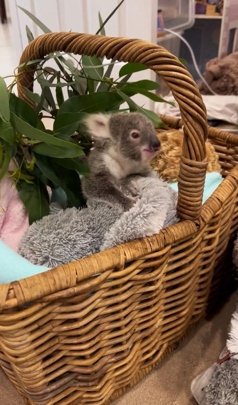 Puii de koala rămași fără mamă strâng în brațe jucării de pluș. Imagini emoționante din Australia, care amintesc de fenomenul Punch 1051966