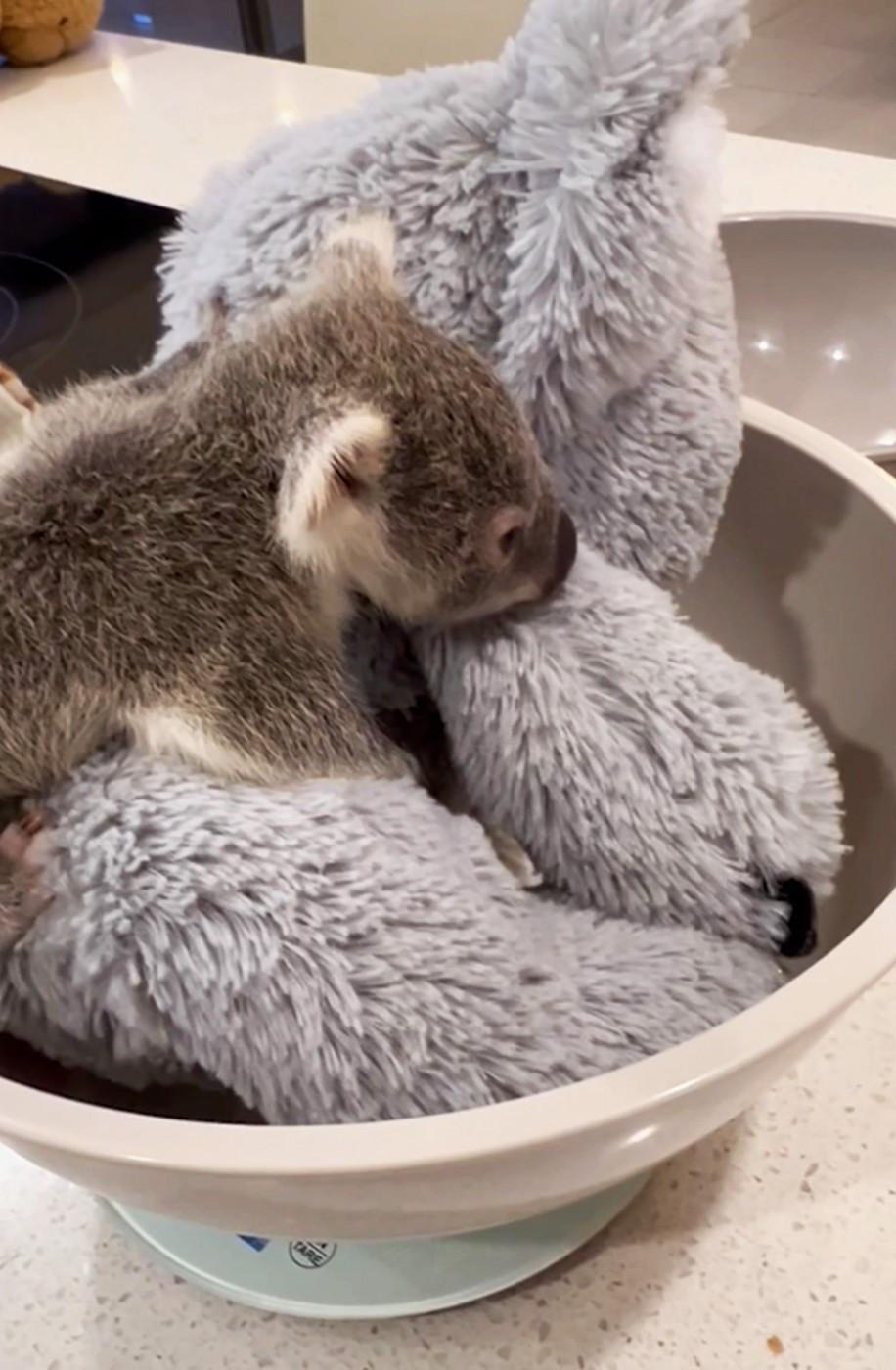 Puii de koala rămași fără mamă strâng în brațe jucării de pluș. Imagini emoționante din Australia, care amintesc de fenomenul Punch 1051967
