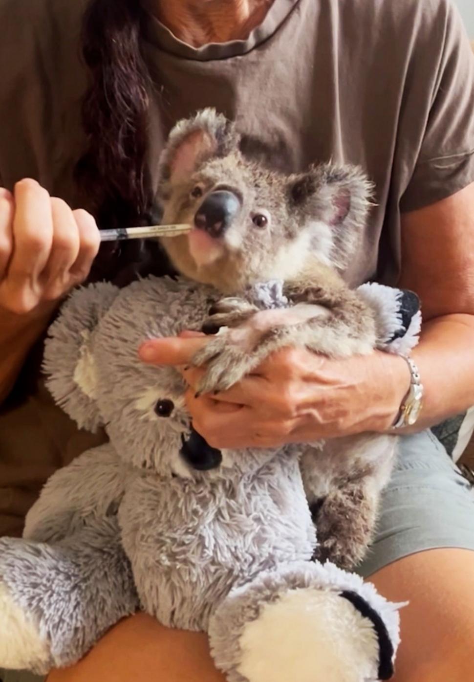Puii de koala rămași fără mamă strâng în brațe jucării de pluș. Imagini emoționante din Australia, care amintesc de fenomenul Punch 1051968