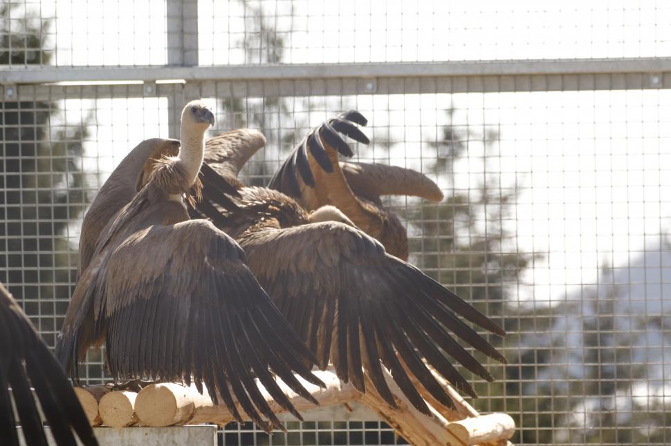 Vulturii suri revin în România după 70 de ani. Imagini cu primele 25 de păsări care au ajuns în Masivul Făgăraș 1052043