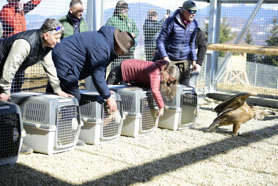Vulturii suri revin în România după 70 de ani. Imagini cu primele 25 de păsări care au ajuns în Masivul Făgăraș 1052047