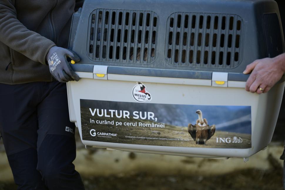 Vulturii suri revin în România după 70 de ani. Imagini cu primele 25 de păsări care au ajuns în Masivul Făgăraș 1052048