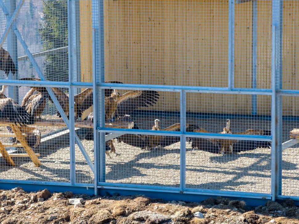 Vulturii suri revin în România după 70 de ani. Imagini cu primele 25 de păsări care au ajuns în Masivul Făgăraș 1052052