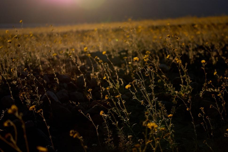 Florile sălbatice acoperă Valea Morții, cel mai fierbinte loc din lume. E cea mai spectaculoasă „super-înflorire” din ultimul deceniu 1052320