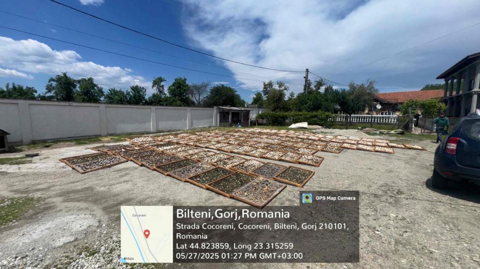 Trufe și fructe de pădure, în centrul unor afaceri ilegale de peste 13 milioane de lei. Care sunt neregulile descoperite 1052823