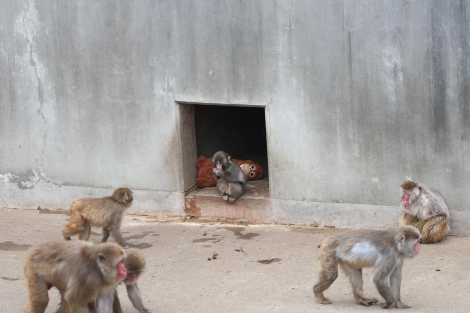 Maimuțica Punch nu mai este singură și tristă: A început să își facă prieteni. „Mai folosește plușul doar când merge la culcare” 1053568