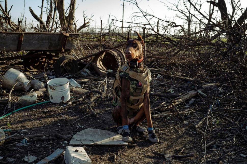 Povestea emoționantă a dobermanului-erou din Ucraina: „Hanna a salvat peste 170 de oameni până în ultima zi de viață” 1054868