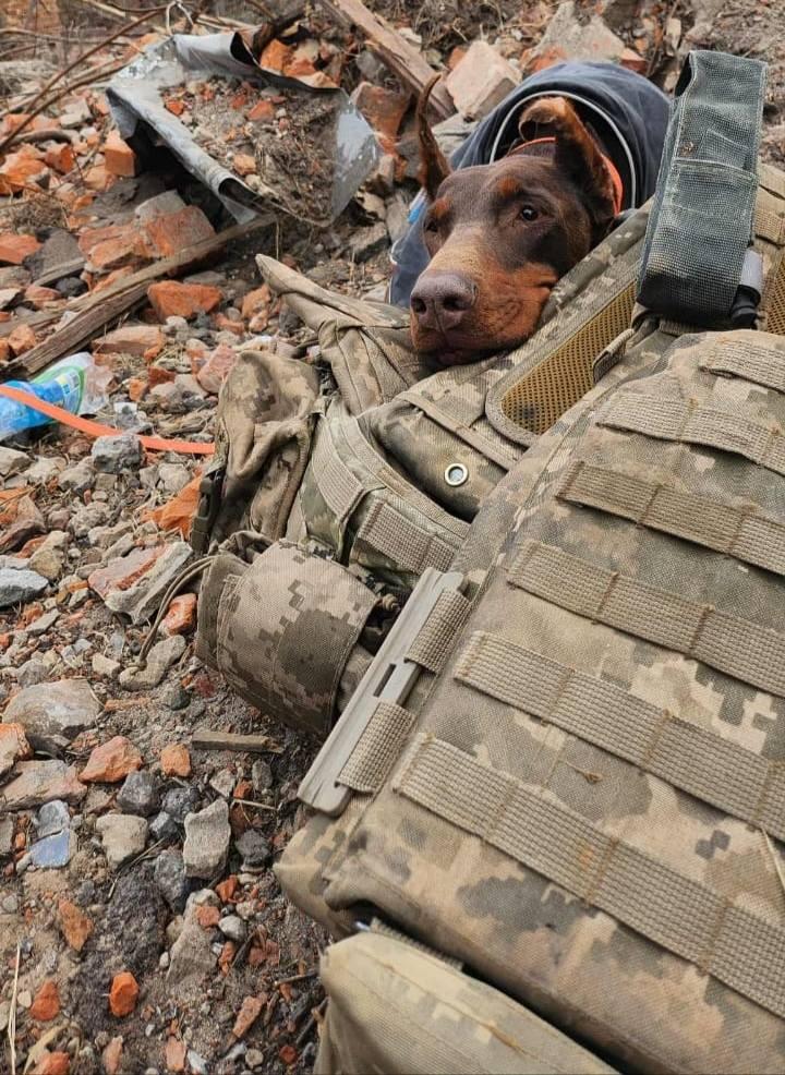 Povestea emoționantă a dobermanului-erou din Ucraina: „Hanna a salvat peste 170 de oameni până în ultima zi de viață” 1054869