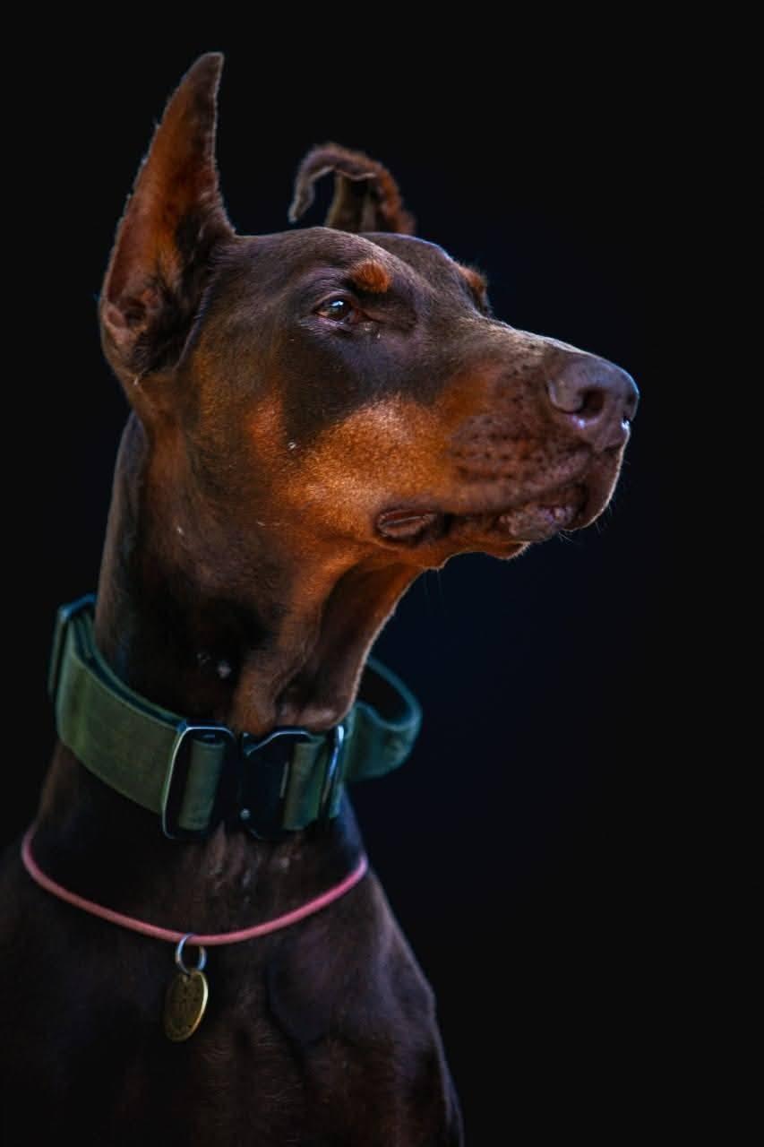 Povestea emoționantă a dobermanului-erou din Ucraina: „Hanna a salvat peste 170 de oameni până în ultima zi de viață” 1054873