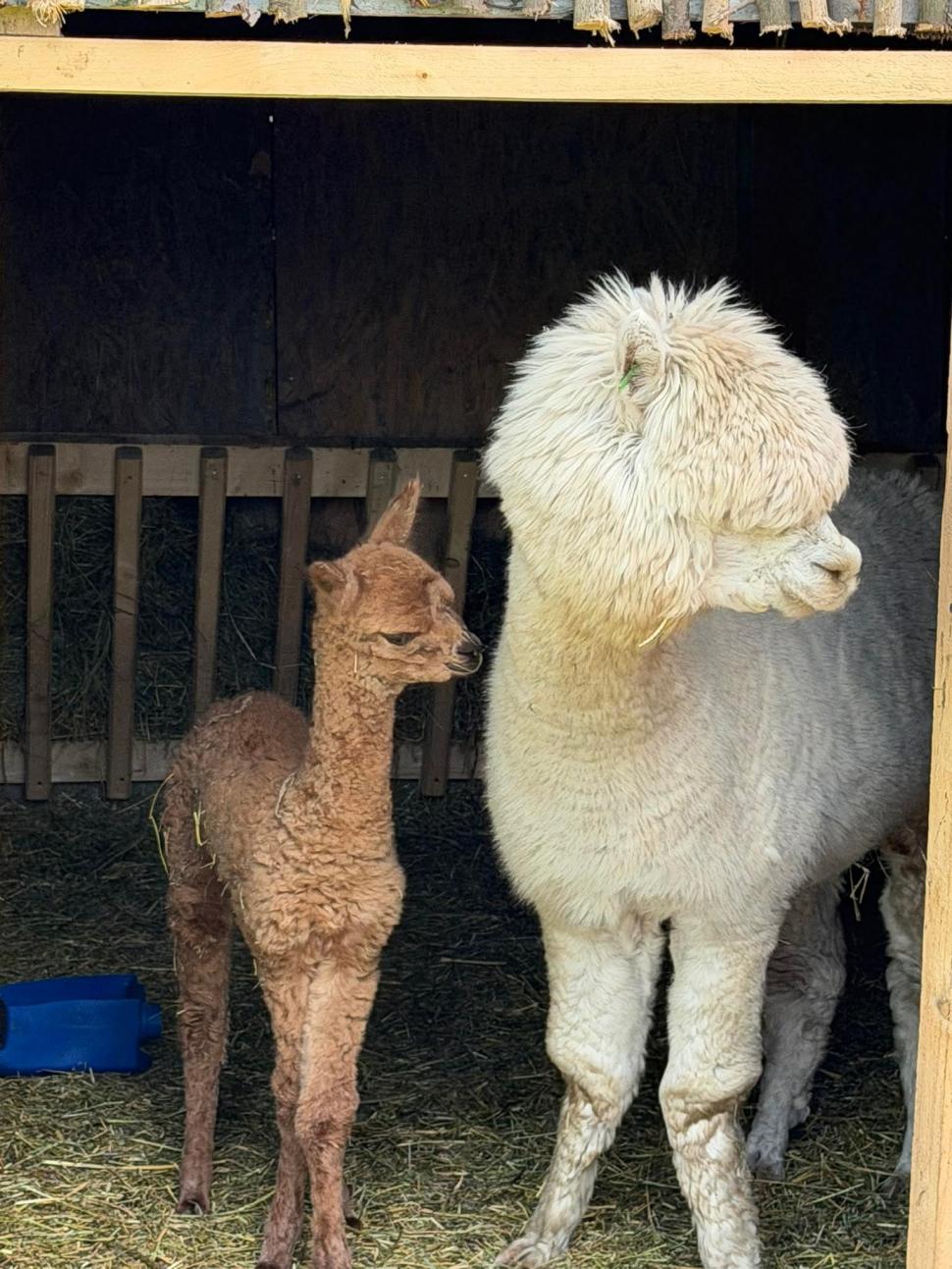 Imagini cu puiul de alpaca născut în Valea Ciutelor, din Parcul Romanescu. Olguţa Vasilescu: "Va fi scos printre celelalte animăluțe" 1055125