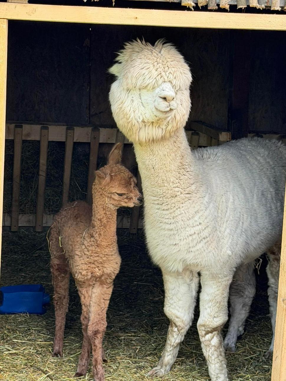 Imagini cu puiul de alpaca născut în Valea Ciutelor, din Parcul Romanescu. Olguţa Vasilescu: "Va fi scos printre celelalte animăluțe" 1055126