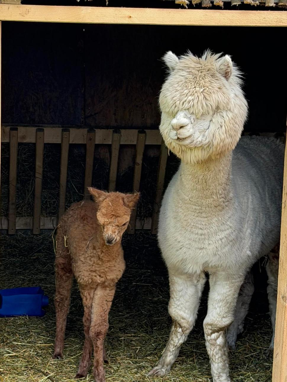 Imagini cu puiul de alpaca născut în Valea Ciutelor, din Parcul Romanescu. Olguţa Vasilescu: "Va fi scos printre celelalte animăluțe" 1055128