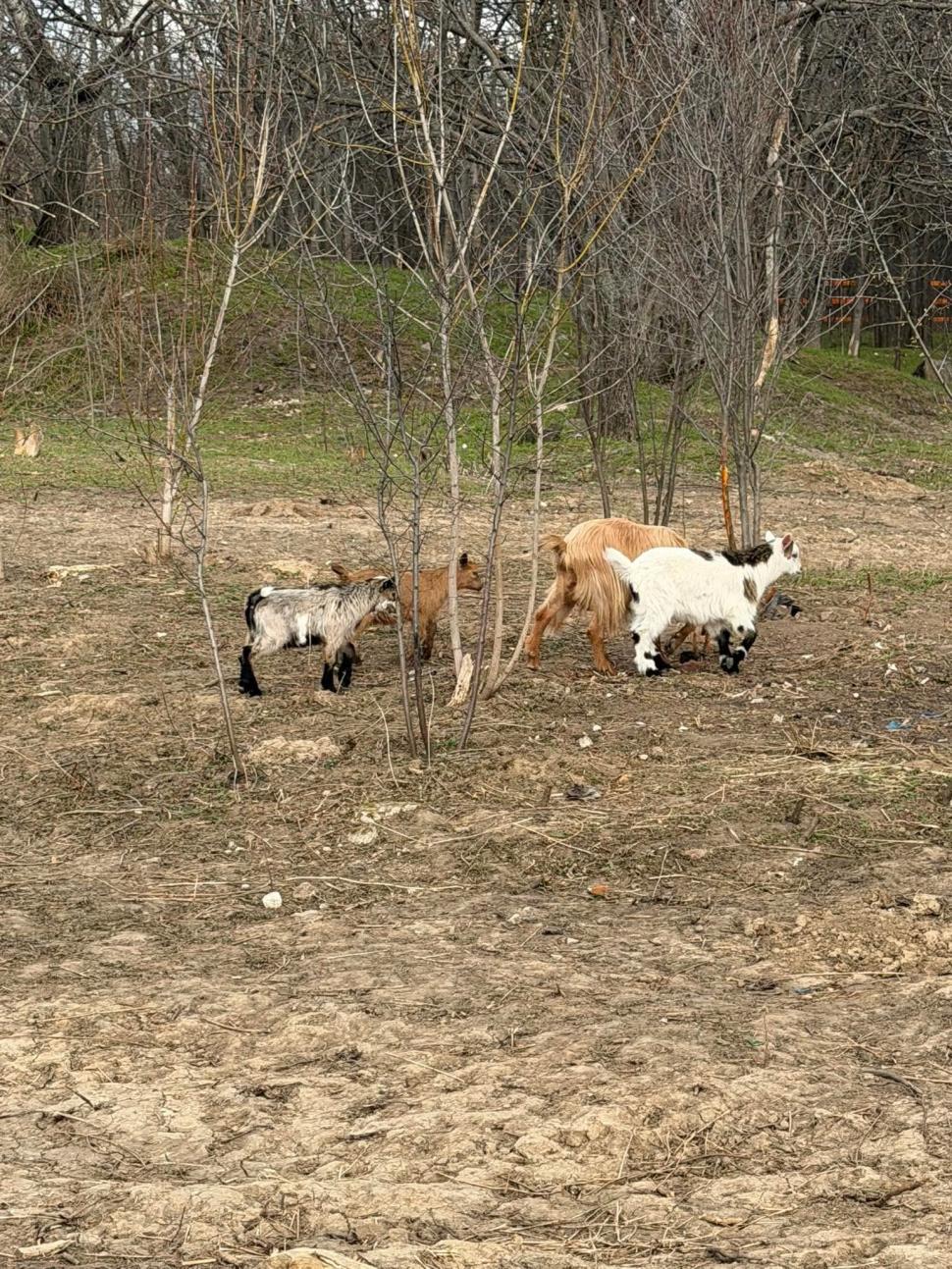 Imagini cu puiul de alpaca născut în Valea Ciutelor, din Parcul Romanescu. Olguţa Vasilescu: "Va fi scos printre celelalte animăluțe" 1055129