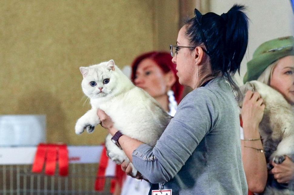 "Oscarurile lumii feline". Sute de pisici din întreaga Europă au fost aduse la Sala Palatului pentru a fi admirate 1055173