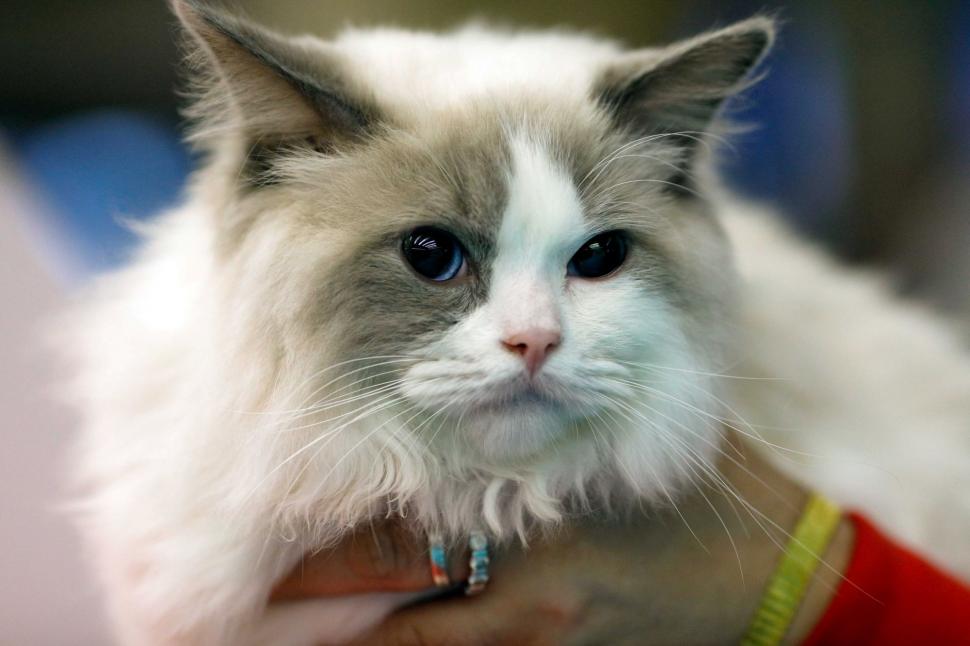 "Oscarurile lumii feline". Sute de pisici din întreaga Europă au fost aduse la Sala Palatului pentru a fi admirate 1055174