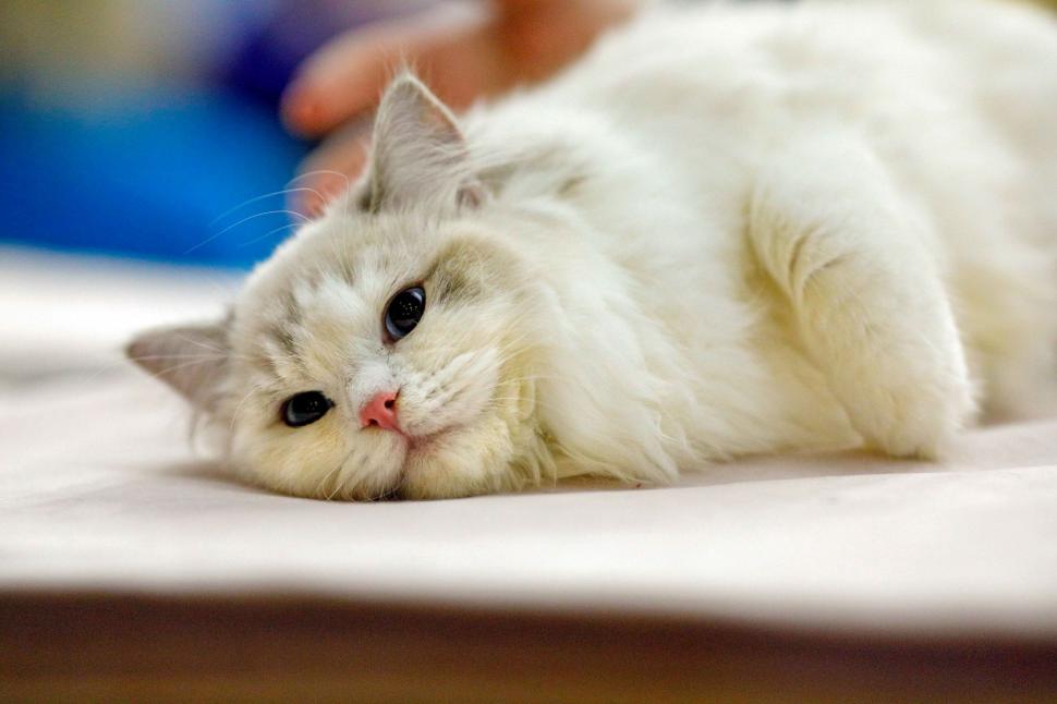 "Oscarurile lumii feline". Sute de pisici din întreaga Europă au fost aduse la Sala Palatului pentru a fi admirate 1055176