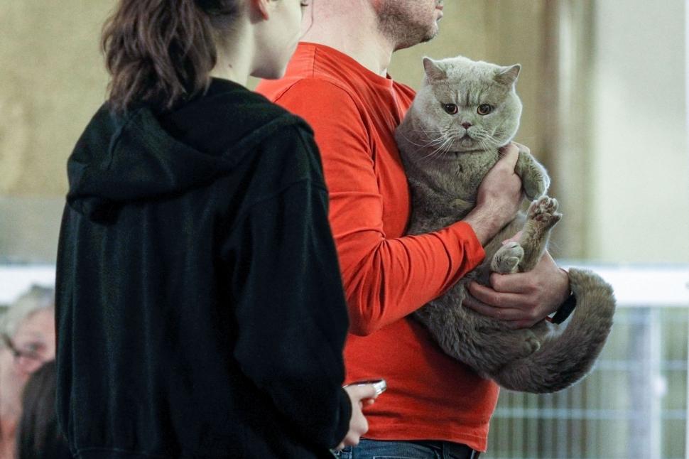 "Oscarurile lumii feline". Sute de pisici din întreaga Europă au fost aduse la Sala Palatului pentru a fi admirate 1055177