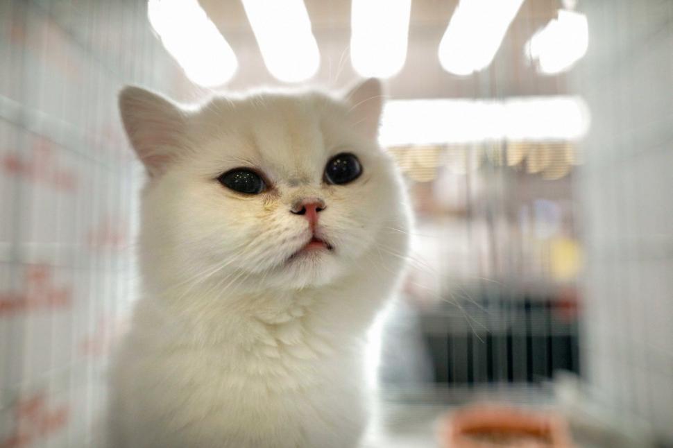 "Oscarurile lumii feline". Sute de pisici din întreaga Europă au fost aduse la Sala Palatului pentru a fi admirate 1055178