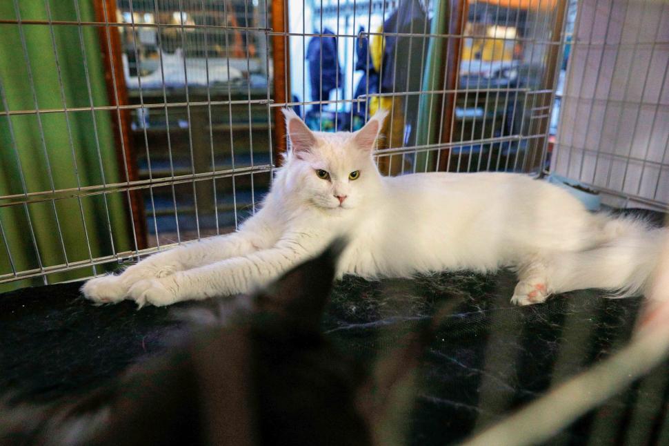 "Oscarurile lumii feline". Sute de pisici din întreaga Europă au fost aduse la Sala Palatului pentru a fi admirate 1055179