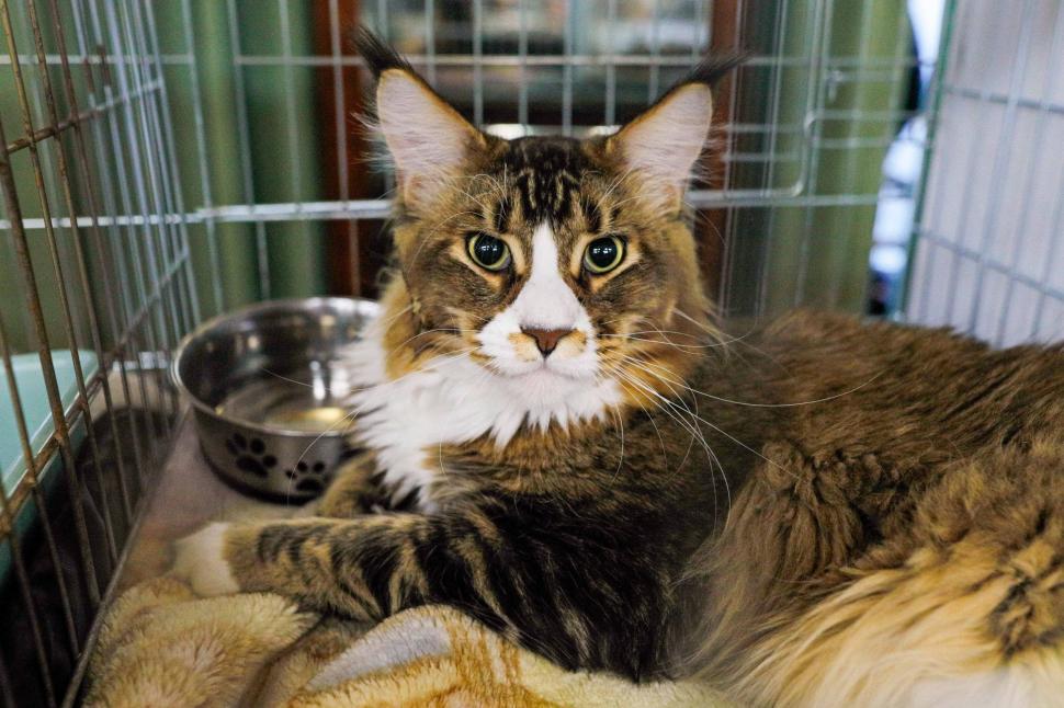 "Oscarurile lumii feline". Sute de pisici din întreaga Europă au fost aduse la Sala Palatului pentru a fi admirate 1055181