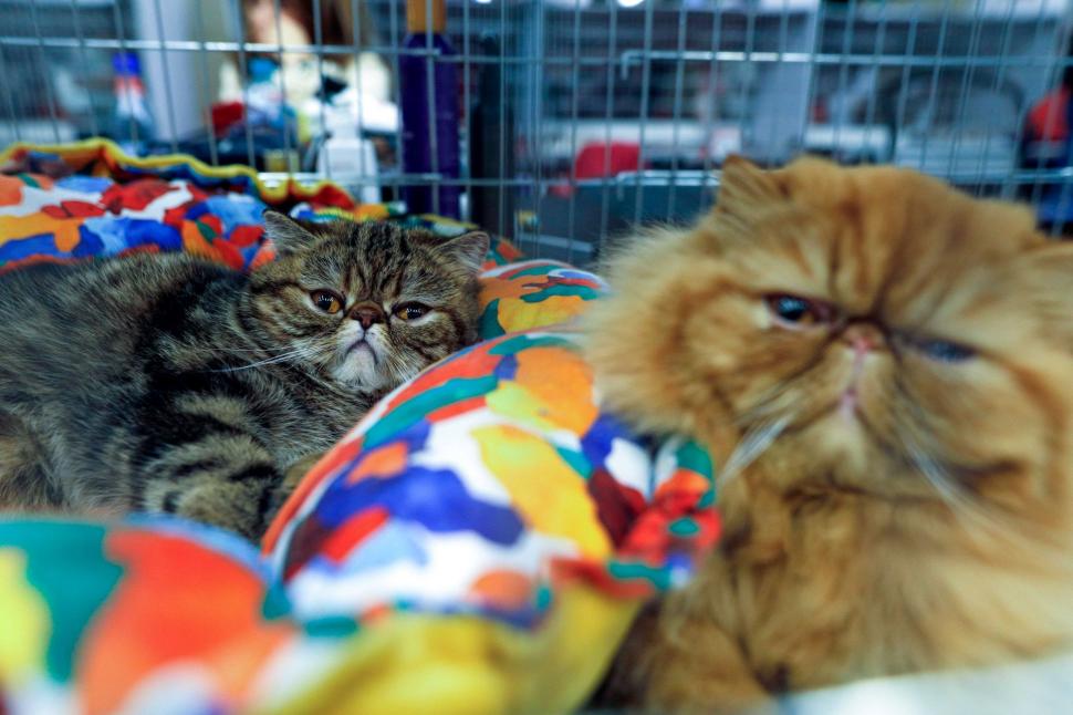 "Oscarurile lumii feline". Sute de pisici din întreaga Europă au fost aduse la Sala Palatului pentru a fi admirate 1055182