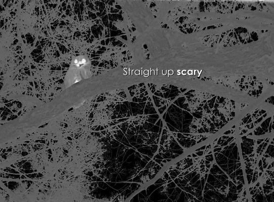 Un bărbat a mers într-o pădure din Marea Britanie pentru observarea păsărilor şi a găsit ceva "ce nu ar trebui să fie acolo" 1056407