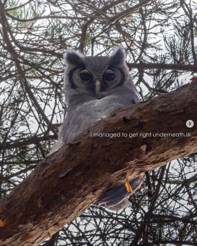 Un bărbat a mers într-o pădure din Marea Britanie pentru observarea păsărilor şi a găsit ceva "ce nu ar trebui să fie acolo" 1056408