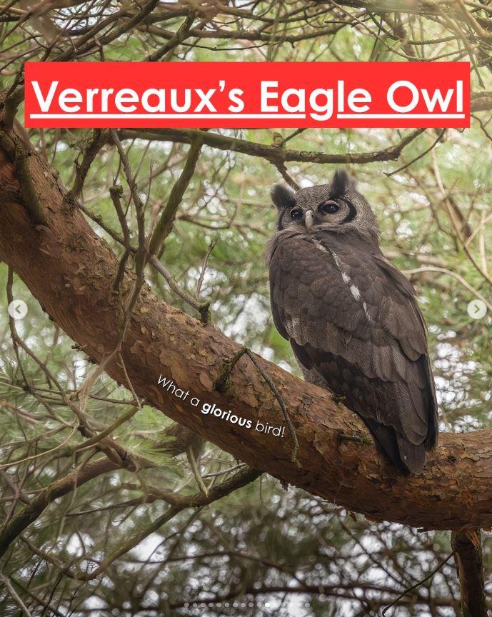 Un bărbat a mers într-o pădure din Marea Britanie pentru observarea păsărilor şi a găsit ceva "ce nu ar trebui să fie acolo" 1056409