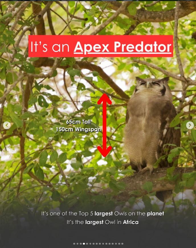 Un bărbat a mers într-o pădure din Marea Britanie pentru observarea păsărilor şi a găsit ceva "ce nu ar trebui să fie acolo" 1056415