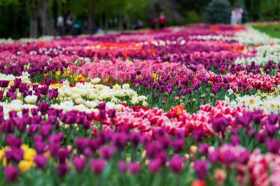 Se deschide Târgul de Paște 2026 de la Craiova. Imagini de poveste cu Parcul „Nicolae Romanescu”, în care va avea loc 1057108