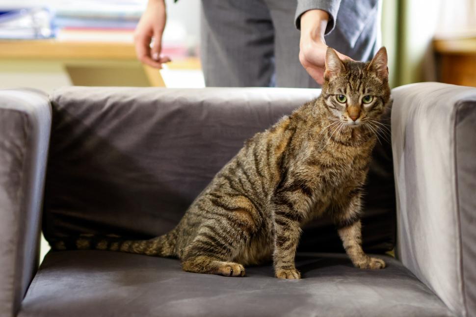 Ministerul Mediului a adoptat o pisică cu o poveste impresionantă. Buzoianu: „Schimbarea este posibilă atunci când cineva se implică” 1057843