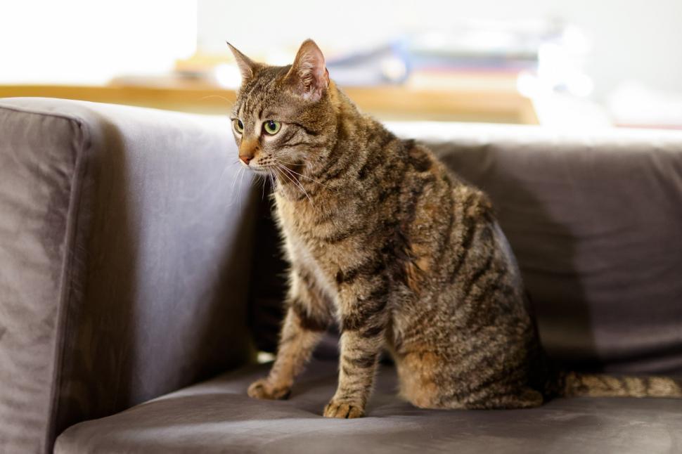 Ministerul Mediului a adoptat o pisică cu o poveste impresionantă. Buzoianu: „Schimbarea este posibilă atunci când cineva se implică” 1057844