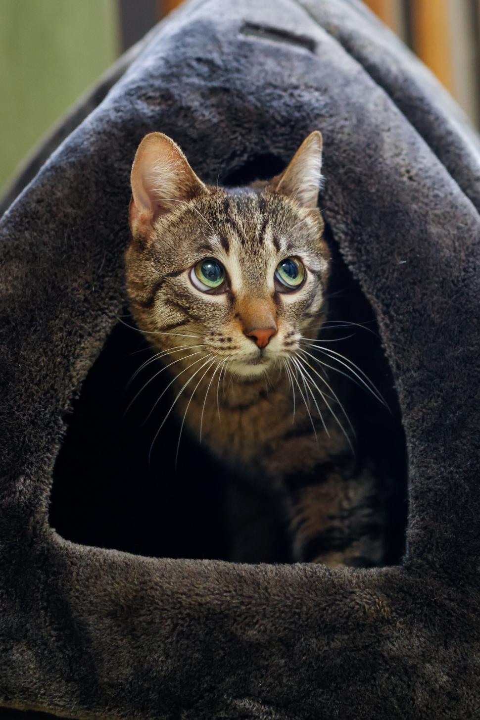 Ministerul Mediului a adoptat o pisică cu o poveste impresionantă. Buzoianu: „Schimbarea este posibilă atunci când cineva se implică” 1057845