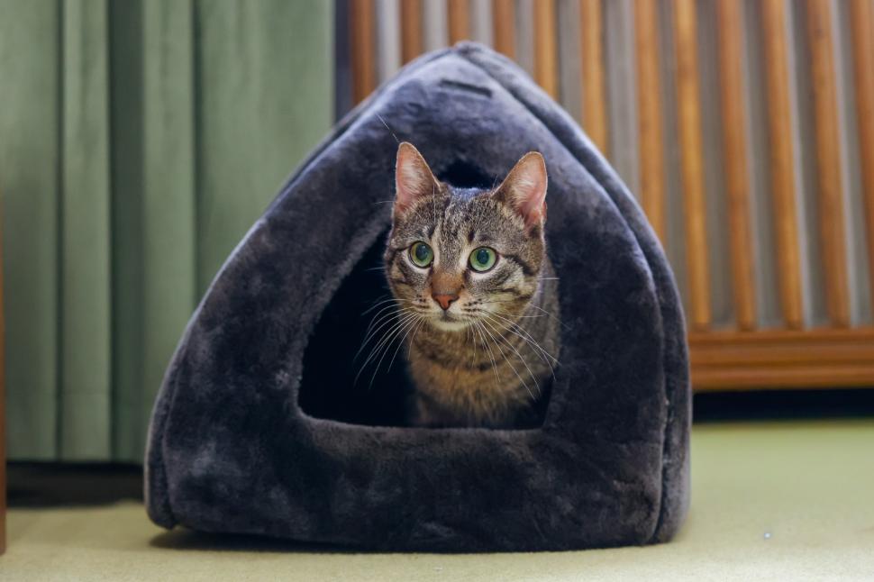 Ministerul Mediului a adoptat o pisică cu o poveste impresionantă. Buzoianu: „Schimbarea este posibilă atunci când cineva se implică” 1057846