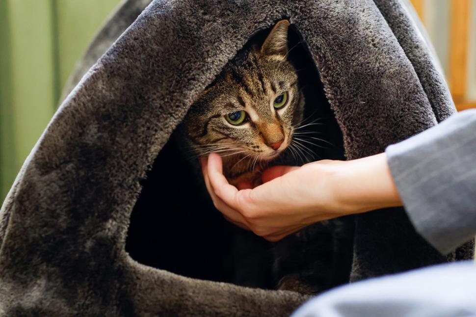 Ministerul Mediului a adoptat o pisică cu o poveste impresionantă. Buzoianu: „Schimbarea este posibilă atunci când cineva se implică” 1057850