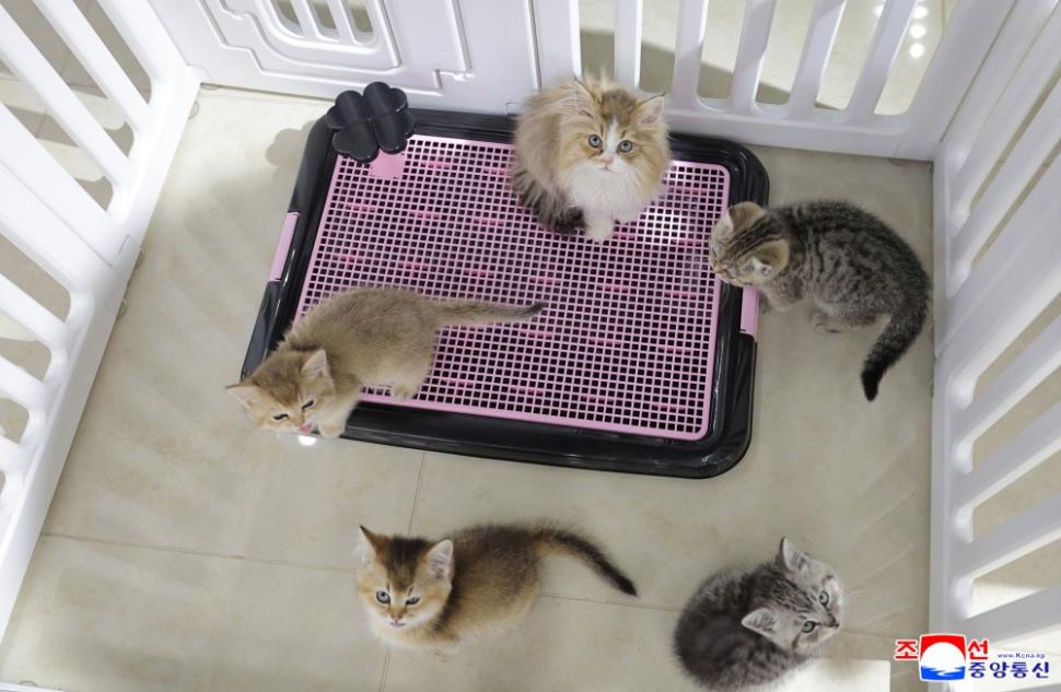 Kim Jong Un mângâie pisoi și cățeluși: Liderul nord-coreean a ajuns viral după ce și-a dus fiica la un magazin de animale de companie 1058178