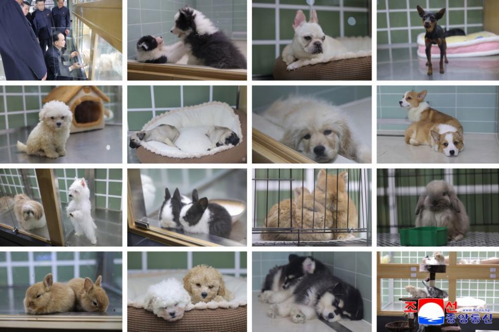 Kim Jong Un mângâie pisoi și cățeluși: Liderul nord-coreean a ajuns viral după ce și-a dus fiica la un magazin de animale de companie 1058179
