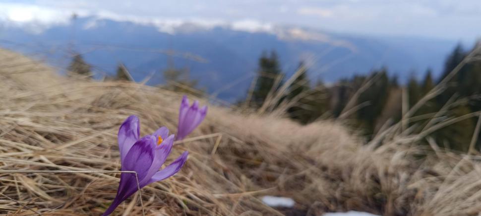 Salvamontiştii anunţă condiţii excelente de schi, la Sinaia, de Florii: „Zăpada e incredibil de bună” 1058469